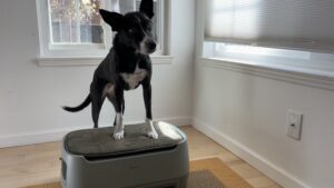 The Blueair pet air purifier is a unique offering.