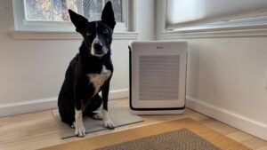 The Airmega 250 is a workable pet air purifier but doesn't stand out from the competition.