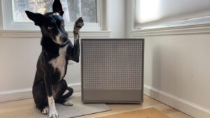 A black and white dog with his paw perched above an air purifier.