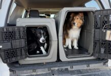 Travel with your dog in a care is best done with your dog safely secured to protect them, and prevent distraction.