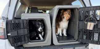 Travel with your dog in a care is best done with your dog safely secured to protect them, and prevent distraction.