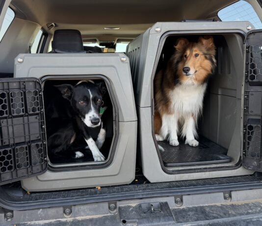 Travel with your dog in a care is best done with your dog safely secured to protect them, and prevent distraction.