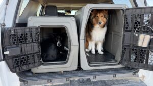 In order to safely with your dog car crates should be smaller than those used in the home.