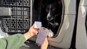 A temperature monitor can help ensure that your dog's traveling temperature remains at a safe level.