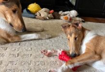 Best Toys for Puppies The best toys for puppies offer a range of options for engagement like smells, chewing, or tugging.