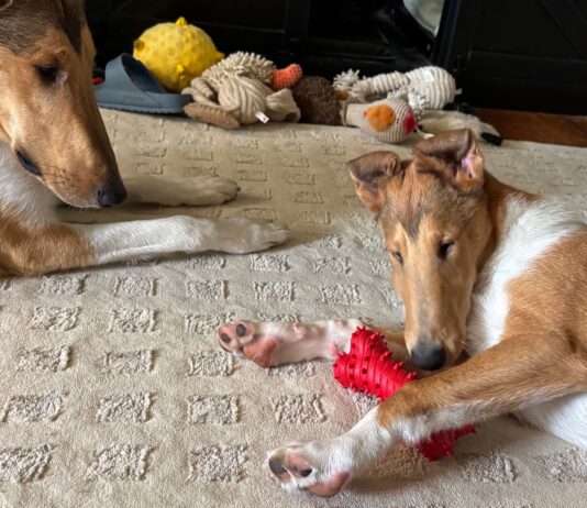 The best toys for puppies offer a range of options for engagement like smells, chewing, or tugging.