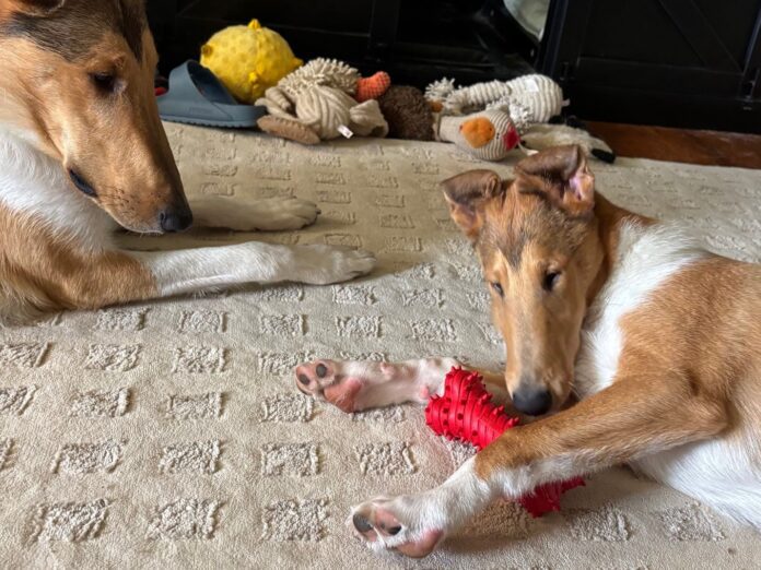 The best toys for puppies offer a range of options for engagement like smells, chewing, or tugging.