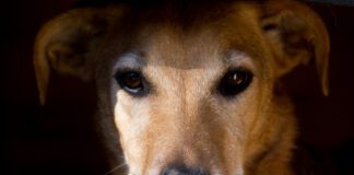 Increasingly it seems that dogs can suffer PTSD after trauma like humans.