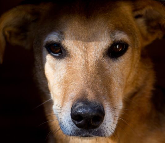 Increasingly it seems that dogs can suffer PTSD after trauma like humans.